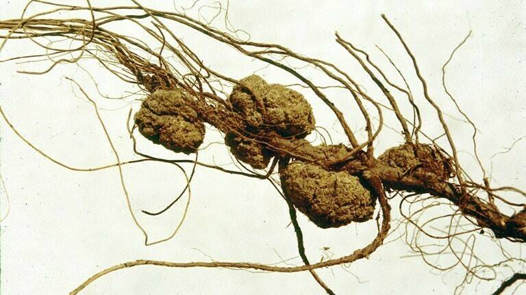 Agrobacterium (2)